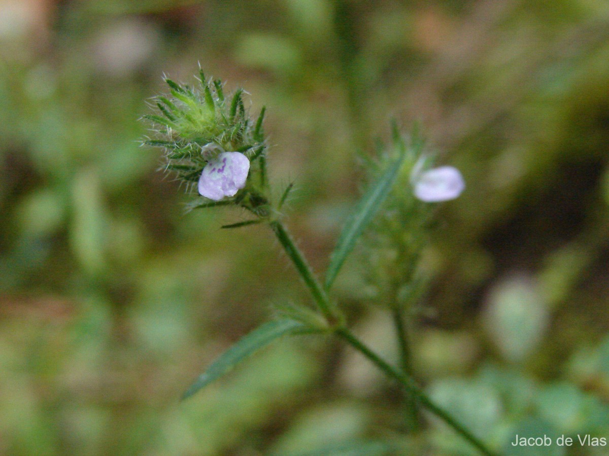 Rostellularia procumbens (L.) Nees